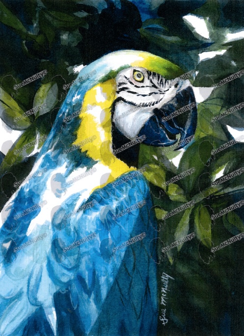 Parrot Blue web